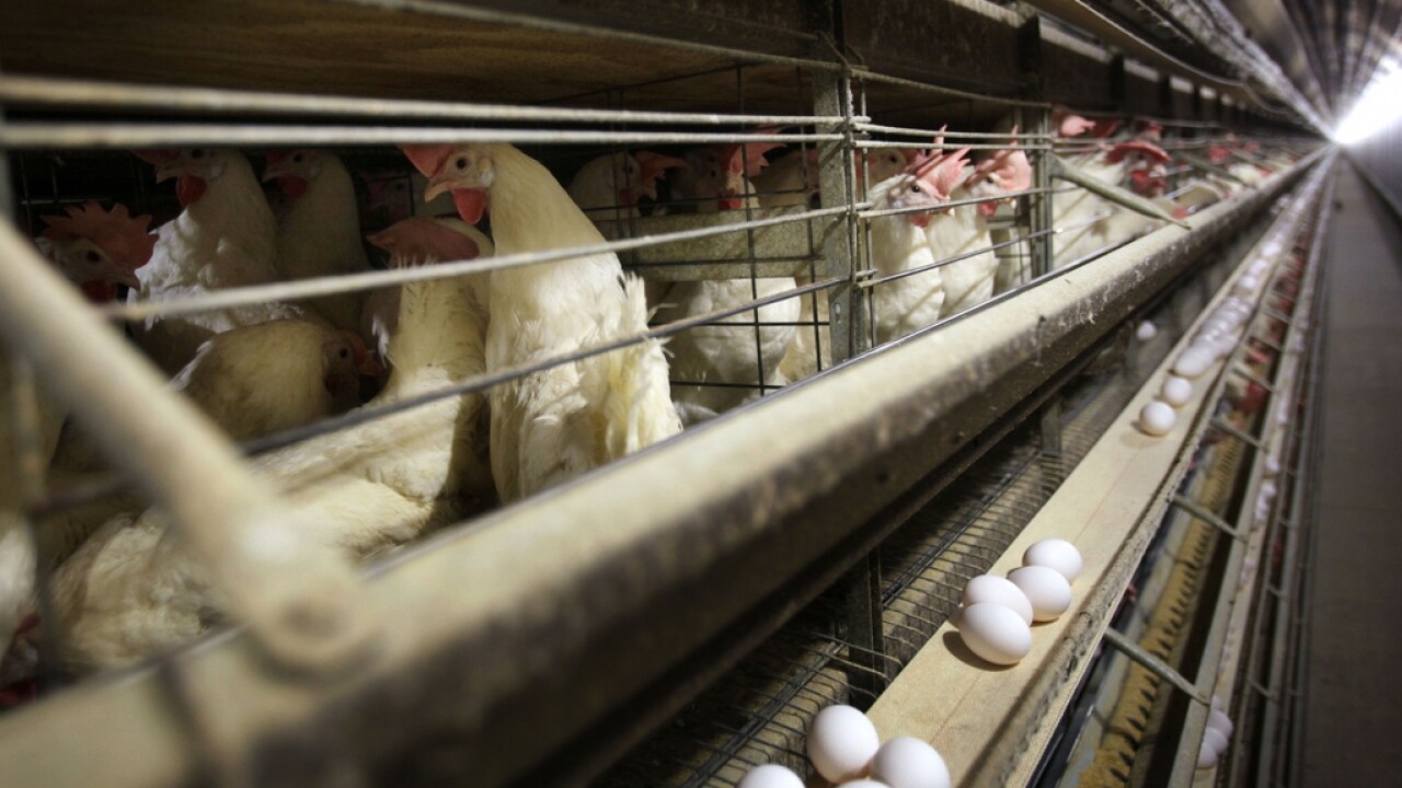 Rising bird flu outbreaks threatens national poultry, egg supply again